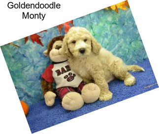 Goldendoodle Monty