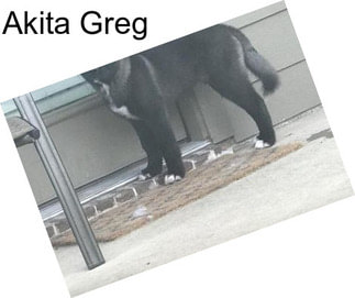 Akita Greg