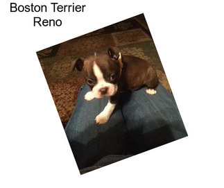 Boston Terrier Reno