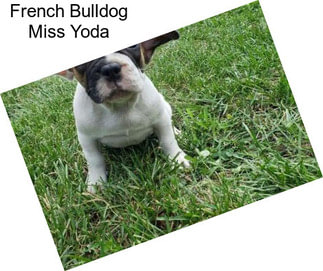 French Bulldog Miss Yoda