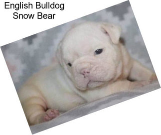 English Bulldog Snow Bear