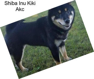 Shiba Inu Kiki Akc