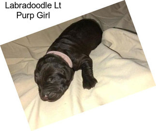 Labradoodle Lt Purp Girl