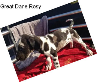 Great Dane Rosy