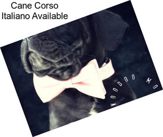 Cane Corso Italiano Available