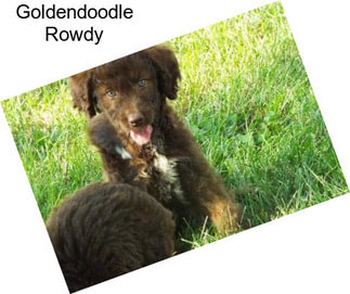 Goldendoodle Rowdy