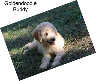 Goldendoodle Buddy