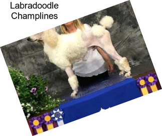 Labradoodle Champlines