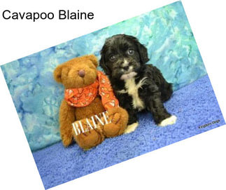 Cavapoo Blaine