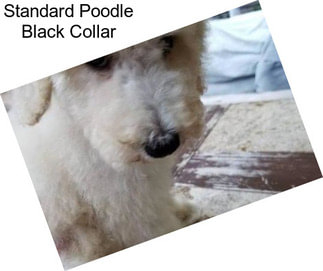 Standard Poodle Black Collar