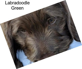 Labradoodle Green