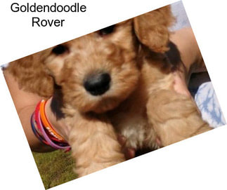 Goldendoodle Rover