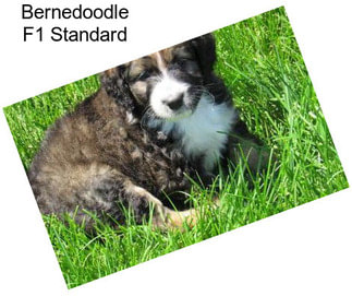 Bernedoodle F1 Standard