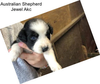 Australian Shepherd Jewel Akc