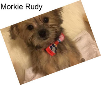 Morkie Rudy