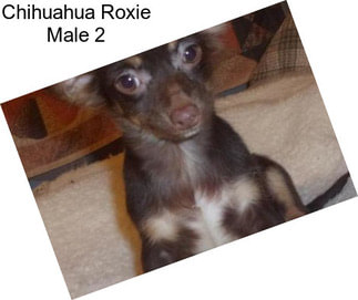 Chihuahua Roxie Male 2