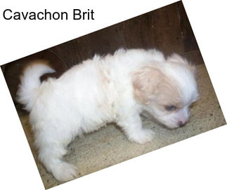 Cavachon Brit