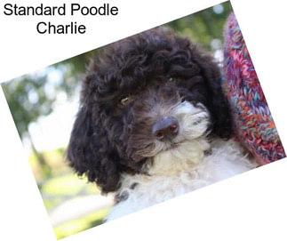 Standard Poodle Charlie