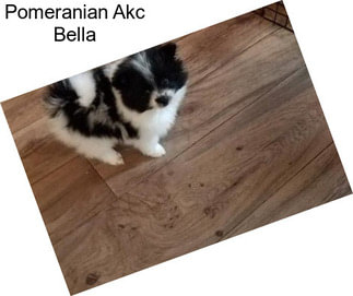 Pomeranian Akc Bella