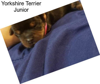 Yorkshire Terrier Junior