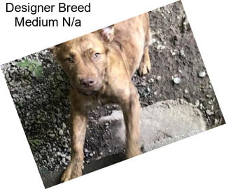 Designer Breed Medium N/a