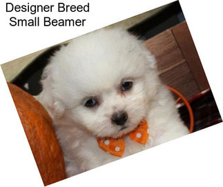 Designer Breed Small Beamer