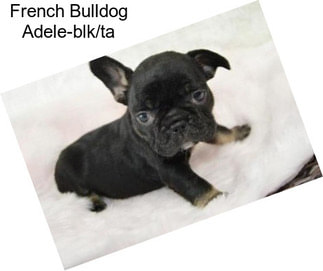 French Bulldog Adele-blk/ta