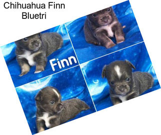 Chihuahua Finn Bluetri