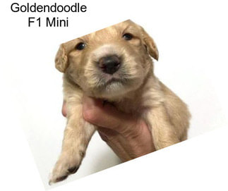 Goldendoodle F1 Mini