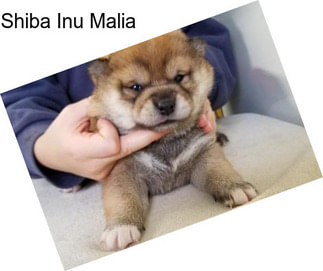 Shiba Inu Malia