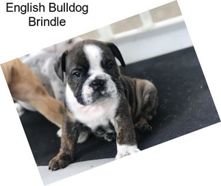 English Bulldog Brindle