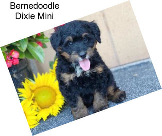 Bernedoodle Dixie Mini