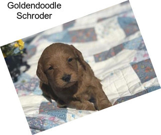 Goldendoodle Schroder