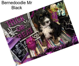 Bernedoodle Mr Black