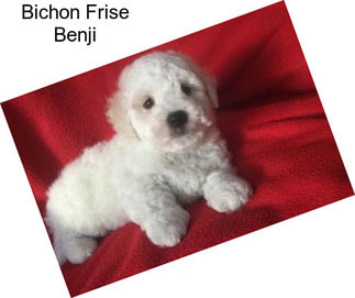 Bichon Frise Benji