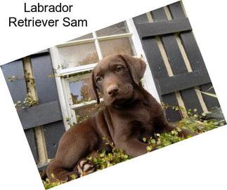 Labrador Retriever Sam