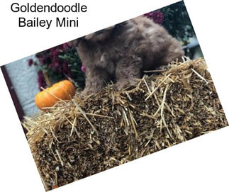 Goldendoodle Bailey Mini