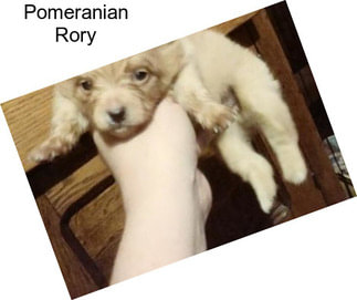 Pomeranian Rory