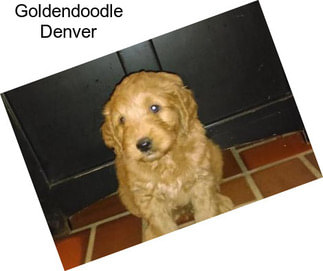 Goldendoodle Denver