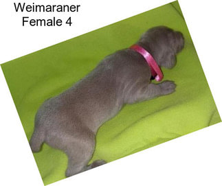 Weimaraner Female 4