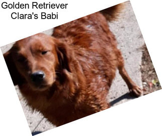 Golden Retriever Clara\'s Babi