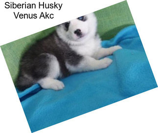 Siberian Husky Venus Akc