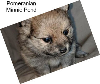 Pomeranian Minnie Pend