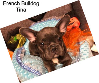 French Bulldog Tina