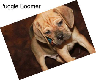 Puggle Boomer