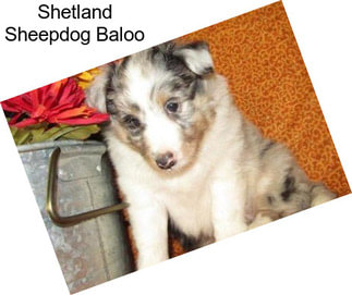 Shetland Sheepdog Baloo