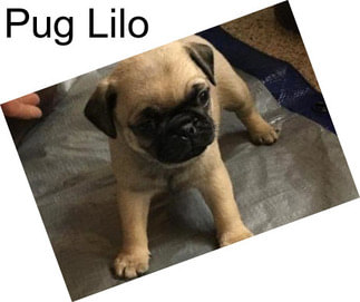 Pug Lilo