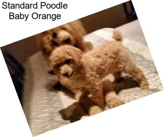 Standard Poodle Baby Orange