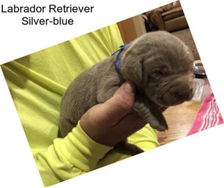 Labrador Retriever Silver-blue