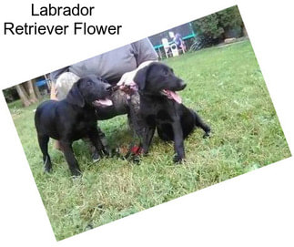 Labrador Retriever Flower